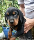 Hình ảnh: Rottweiler 9kg