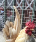 Hình ảnh: Serama trống đẹp