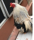Hình ảnh: Cần bán gà Tân Châu cả bố mẹ và 15 con gà con