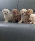 Hình ảnh: Chó Poodle nâu & mơ