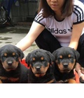 Hình ảnh: Rottweiler thuần chủng 100%