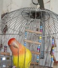 Hình ảnh: Vẹt lovebird