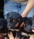 Hình ảnh: Rottweiler f1