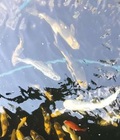 Hình ảnh: Thanh lý  50 con cá koi F1 đẹp xuất sắc miễn bàn