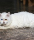Hình ảnh: Mèo aln mắt 2 màu.