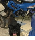 Hình ảnh: Chó Pug xịn chuyển nhà cần bán