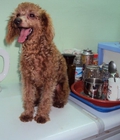 Hình ảnh: Bán chó tiny poodle đực  11 tháng  mầu nâu đỏ