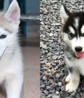 Hình ảnh: Husky Wooly phom chuẩn dáng đẹp