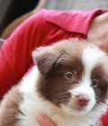 Hình ảnh: border collie nâu cái 60 ngày tuổi