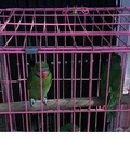 Hình ảnh: Chim vẹt nuôi thuần thả dạy nói