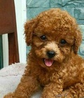 Hình ảnh: Chó Poodle con