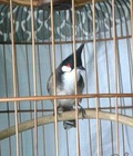 Hình ảnh: Cần bán chim và lồng đầy đủ phụ kiện