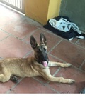 Hình ảnh: Malinois béc bỉ