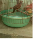 Hình ảnh: Cu gáy tập khiển