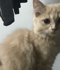Hình ảnh: Mèo ald nhà nuôi