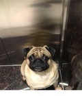 Hình ảnh: PUG thuần chủng