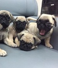 Hình ảnh: Chó Pug chuẩn