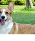 Hình ảnh: Em corgi đực 10 tháng