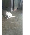 Hình ảnh: Mèo Nga lai 3 tháng tuổi 1,2kg
