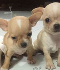 Hình ảnh: Chó Chihuahua heo lùn