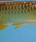 Hình ảnh: Cá rồng Cao Lưng Hồng Vỹ size 33cm số chip 9338