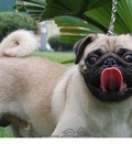 Hình ảnh: Đàn pug 20/3