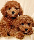 Hình ảnh: Cần bán chó dòng poodle, phóc gấp