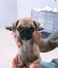 Hình ảnh: Pug đực cực đẹp chân lùn
