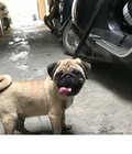 Hình ảnh: Pug đực 5 tháng tuổi