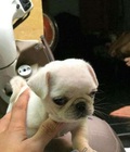 Hình ảnh: Chó Pug nhà đẻ mini
