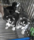 Hình ảnh: trại chó Hoàng Dũng bán 2 bầy husky con