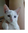 Hình ảnh: Mèo 2 màu mắt