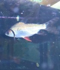 Hình ảnh: Phi phụng size 12cm ( cá lớn ) đuôi bông đỏ