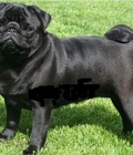 Hình ảnh: PUG đực đen thuần chủng mặt siêu đẹp