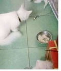 Hình ảnh: Mèo Nga Cái mắt 2 màu