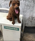 Hình ảnh: poodle cái tơ 11 tháng