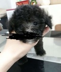 Hình ảnh: Poodle cái xám