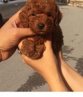 Hình ảnh: Poodle nâu đỏ tiny đẹp