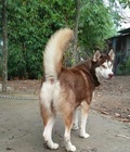 Hình ảnh: Husky nâu đỏ