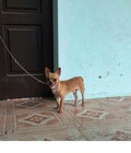 Hình ảnh: chó chihuahua đực