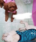 Hình ảnh: Tìm chủ cho 2 bé poodle,2 tháng tuổi,đã tiêm 7 bện
