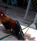Hình ảnh: gà tre cảnh