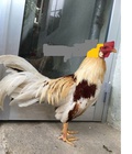 Hình ảnh: Bướm asil mỹ ms 79
