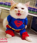 Hình ảnh: Áo siêu nhân cho chó superdog cực kute