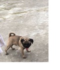 Hình ảnh: Bán em pug