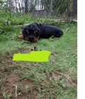 Hình ảnh: Rottweiler dòng đại Ramboo