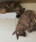 Hình ảnh: Bán chó phú quốc hơn 2 tháng tuổi