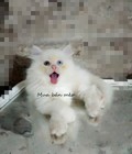 Hình ảnh: mèo Anh Lông dài màu trắng 2 mắt 2 màu