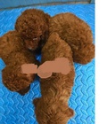 Hình ảnh: Chó poodle nâu đỏ đậm cực xinh