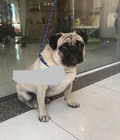 Hình ảnh: Pug đực giống đẹp